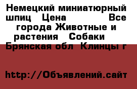 Немецкий миниатюрный шпиц › Цена ­ 60 000 - Все города Животные и растения » Собаки   . Брянская обл.,Клинцы г.